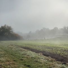 A field in the morning mist, with trees at the edge.